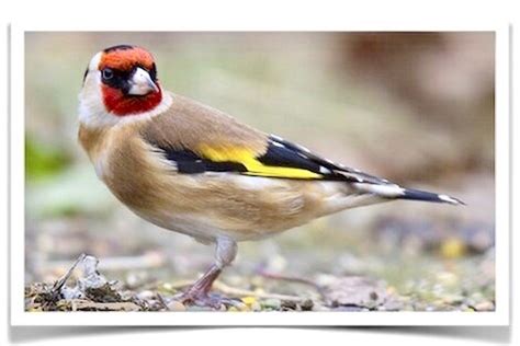 siberian goldfinches for sale.